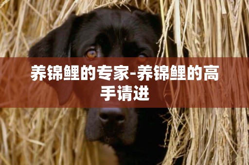 養錦鯉的專家-養錦鯉的高手請進