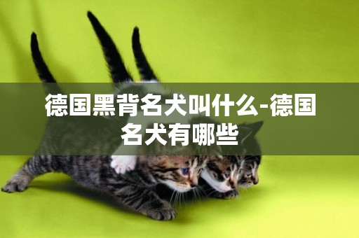 德國黑背名犬叫什么-德國名犬有哪些