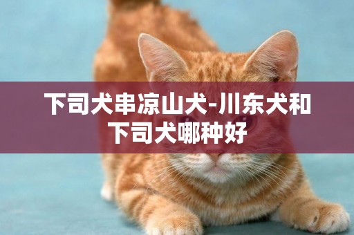 下司犬串涼山犬-川東犬和下司犬哪種好