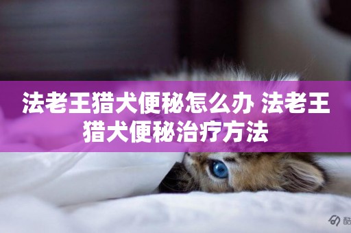 法老王獵犬便秘怎么辦 法老王獵犬便秘治療方法