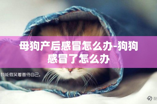 母狗產后感冒怎么辦-狗狗感冒了怎么辦