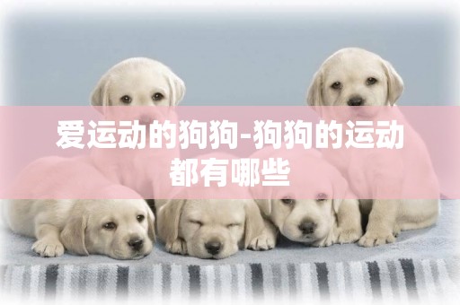 愛運動的狗狗-狗狗的運動都有哪些