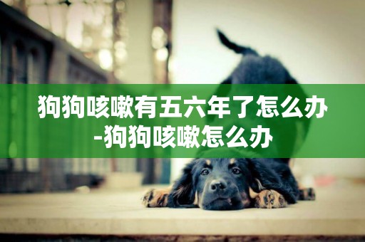狗狗咳嗽有五六年了怎么辦-狗狗咳嗽怎么辦