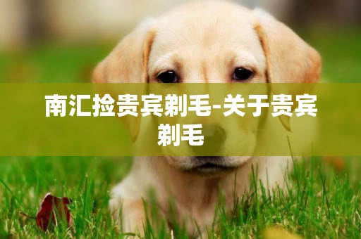南匯撿貴賓剃毛-關于貴賓剃毛