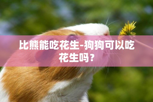 比熊能吃花生-狗狗可以吃花生嗎？