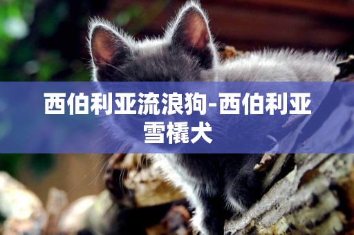 西伯利亞流浪狗-西伯利亞雪橇犬