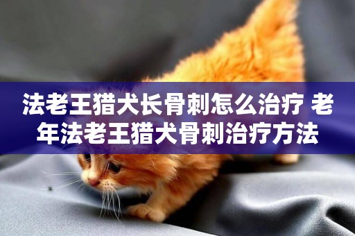 法老王獵犬長骨刺怎么治療 老年法老王獵犬骨刺治療方法