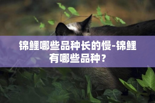 錦鯉哪些品種長的慢-錦鯉有哪些品種？