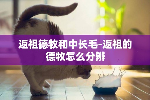 返祖德牧和中長毛-返祖的德牧怎么分辨