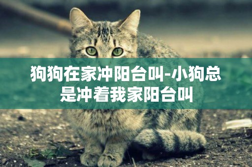 狗狗在家沖陽臺叫-小狗總是沖著我家陽臺叫