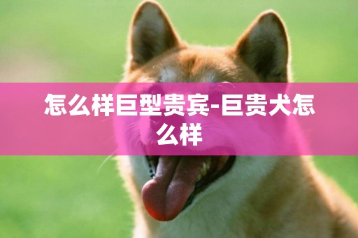 怎么樣巨型貴賓-巨貴犬怎么樣