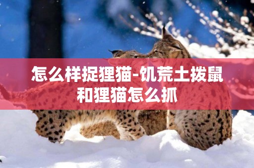 怎么樣捉貍貓-饑荒土撥鼠和貍貓怎么抓