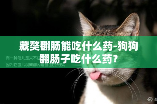 藏獒翻腸能吃什么藥-狗狗翻腸子吃什么藥？