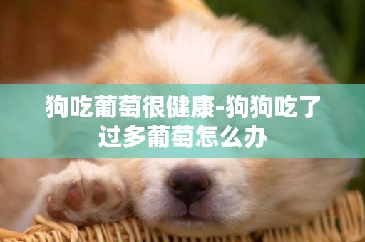 狗吃葡萄很健康-狗狗吃了過多葡萄怎么辦