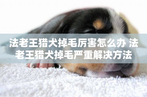 法老王獵犬掉毛厲害怎么辦 法老王獵犬掉毛嚴重解決方法