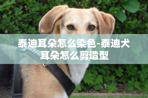 泰迪耳朵怎么染色-泰迪犬耳朵怎么剪造型