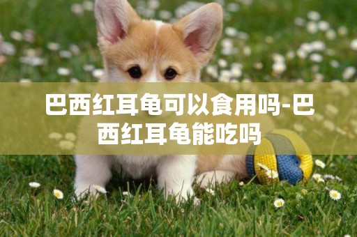 巴西紅耳龜可以食用嗎-巴西紅耳龜能吃嗎