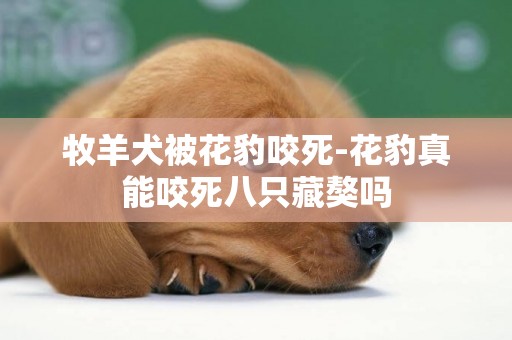 牧羊犬被花豹咬死-花豹真能咬死八只藏獒嗎