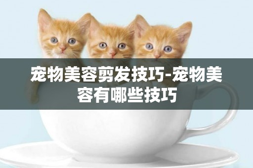 寵物美容剪發技巧-寵物美容有哪些技巧