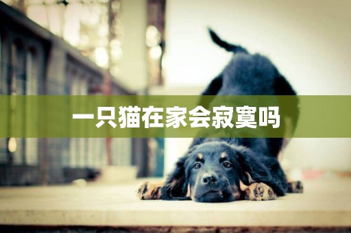 一只貓在家會寂寞嗎