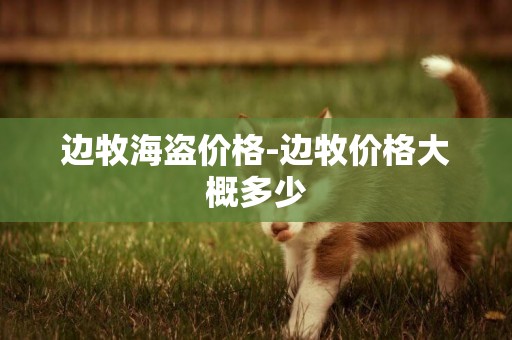 邊牧海盜價格-邊牧價格大概多少