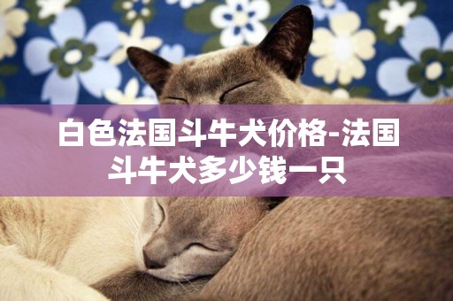 白色法國斗牛犬價格-法國斗牛犬多少錢一只