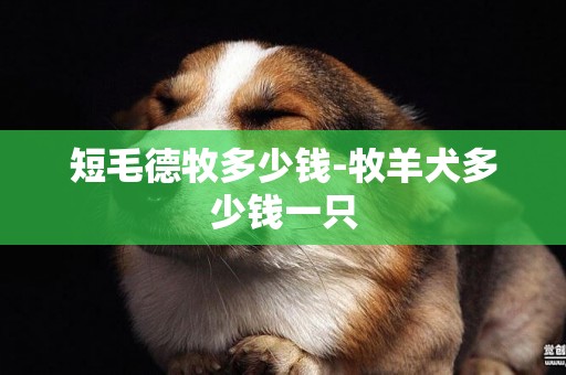 短毛德牧多少錢-牧羊犬多少錢一只