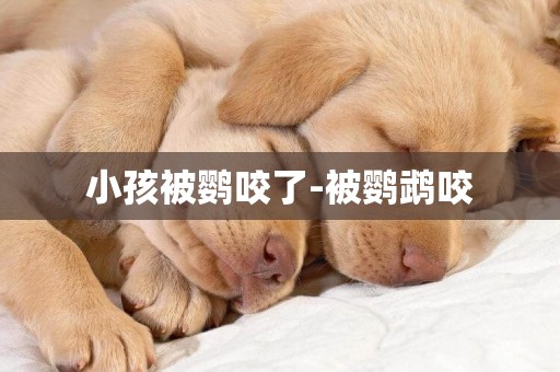 小孩被鸚咬了-被鸚鵡咬