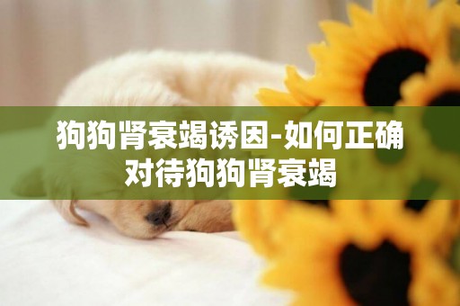 狗狗腎衰竭誘因-如何正確對待狗狗腎衰竭