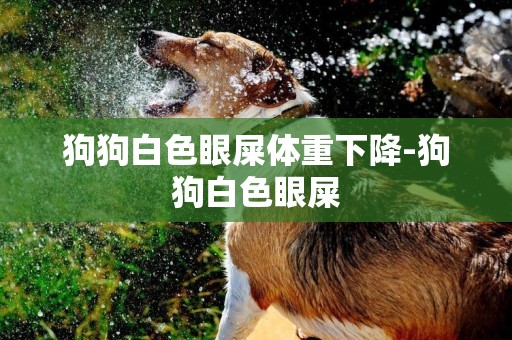狗狗白色眼屎體重下降-狗狗白色眼屎