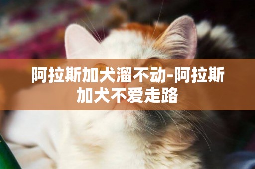 阿拉斯加犬溜不動-阿拉斯加犬不愛走路
