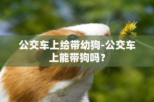 公交車上給帶幼狗-公交車上能帶狗嗎？