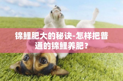 錦鯉肥大的秘訣-怎樣把普通的錦鯉養肥？