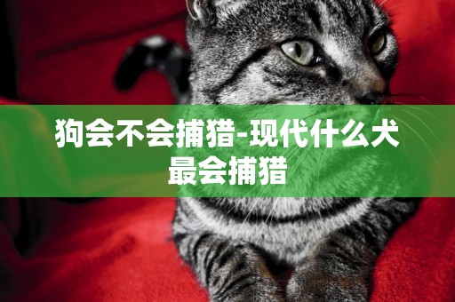 狗會不會捕獵-現代什么犬最會捕獵