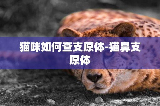 貓咪如何查支原體-貓鼻支原體