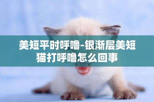 美短平時呼嚕-銀漸層美短貓打呼嚕怎么回事
