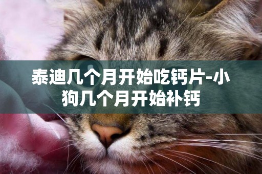 泰迪幾個月開始吃鈣片-小狗幾個月開始補鈣