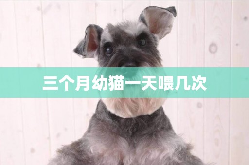 三個月幼貓一天喂幾次