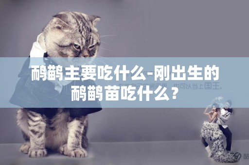 鴯鹋主要吃什么-剛出生的鴯鹋苗吃什么？