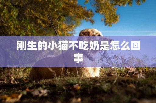 剛生的小貓不吃奶是怎么回事