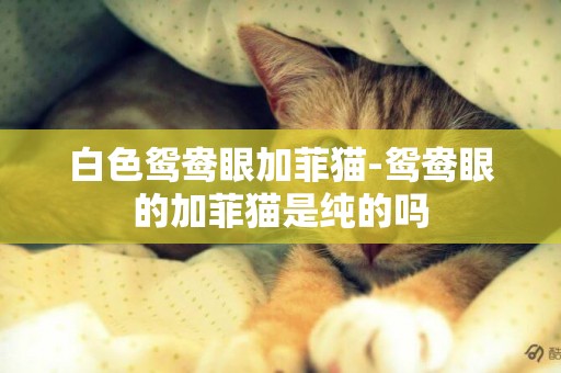 白色鴛鴦眼加菲貓-鴛鴦眼的加菲貓是純的嗎