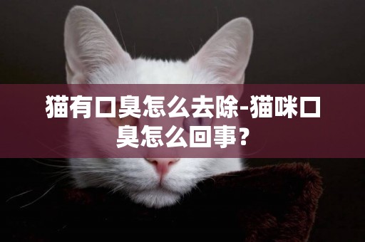 貓有口臭怎么去除-貓咪口臭怎么回事？