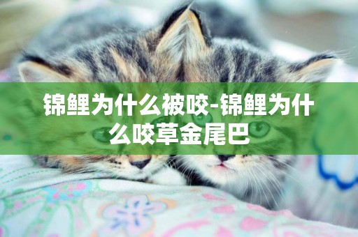 錦鯉為什么被咬-錦鯉為什么咬草金尾巴
