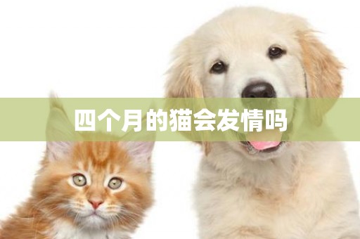 四個月的貓會發情嗎