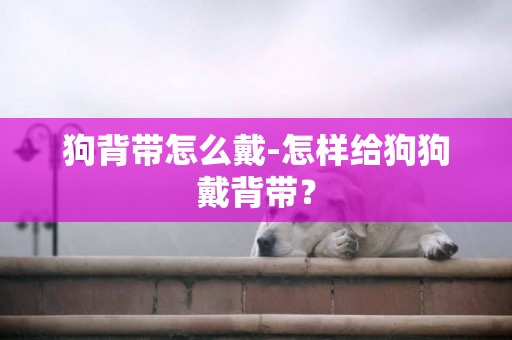 狗背帶怎么戴-怎樣給狗狗戴背帶？