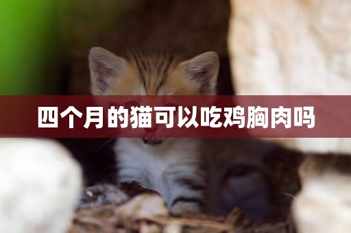 四個月的貓可以吃雞胸肉嗎