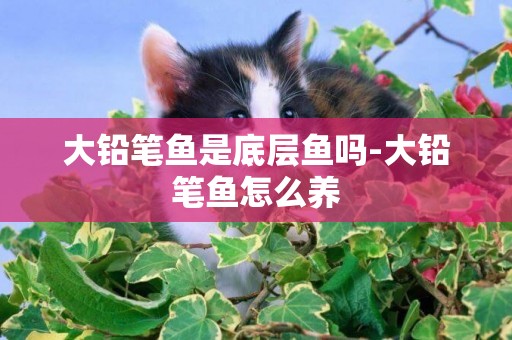 大鉛筆魚是底層魚嗎-大鉛筆魚怎么養