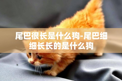 尾巴很長是什么狗-尾巴細細長長的是什么狗