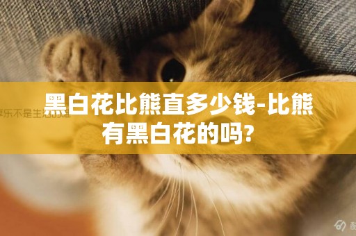 黑白花比熊直多少錢-比熊有黑白花的嗎?