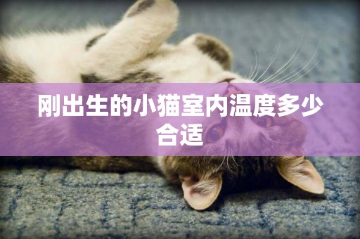 剛出生的小貓室內溫度多少合適